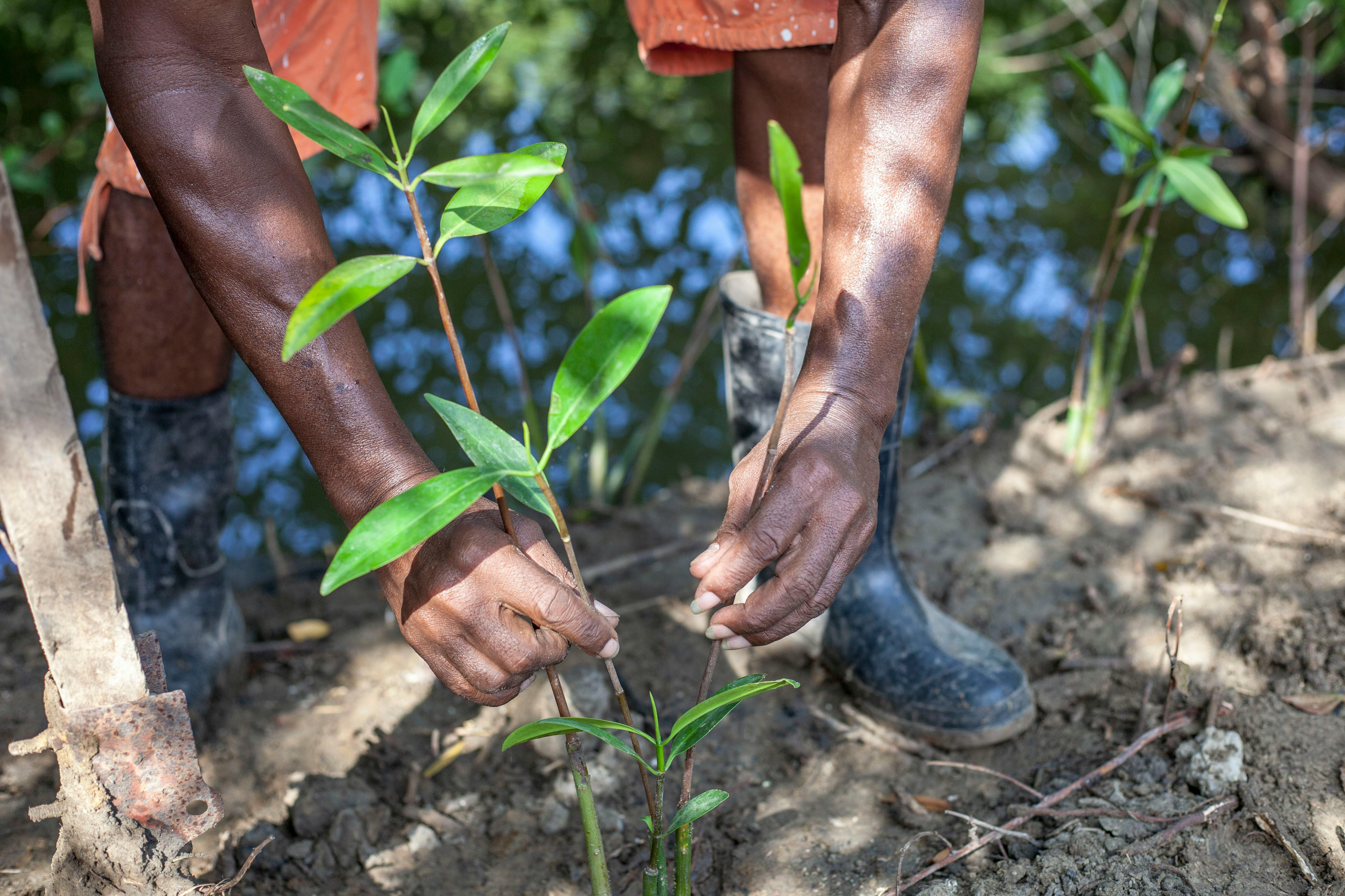 Reforestation